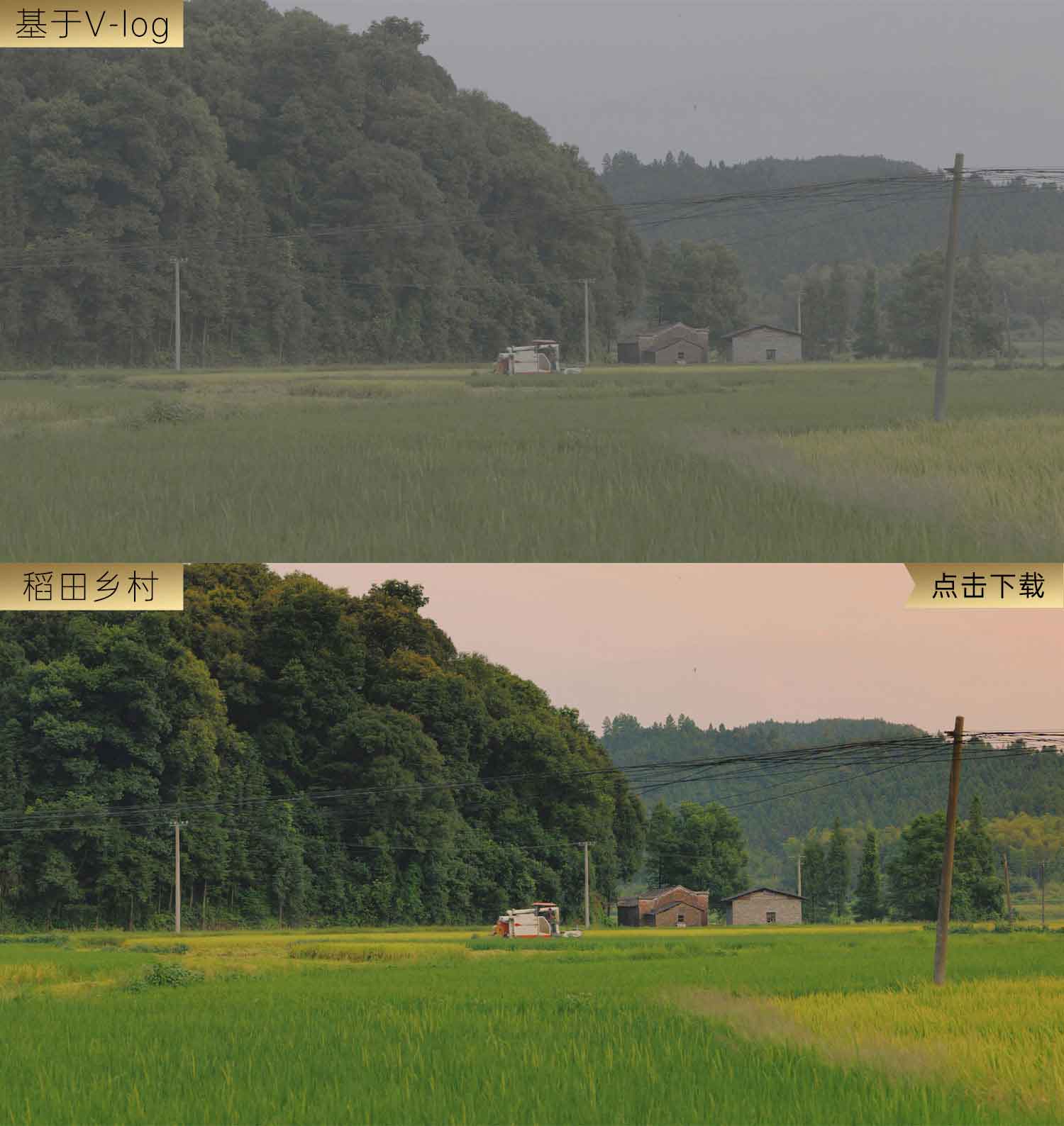 稻田乡村